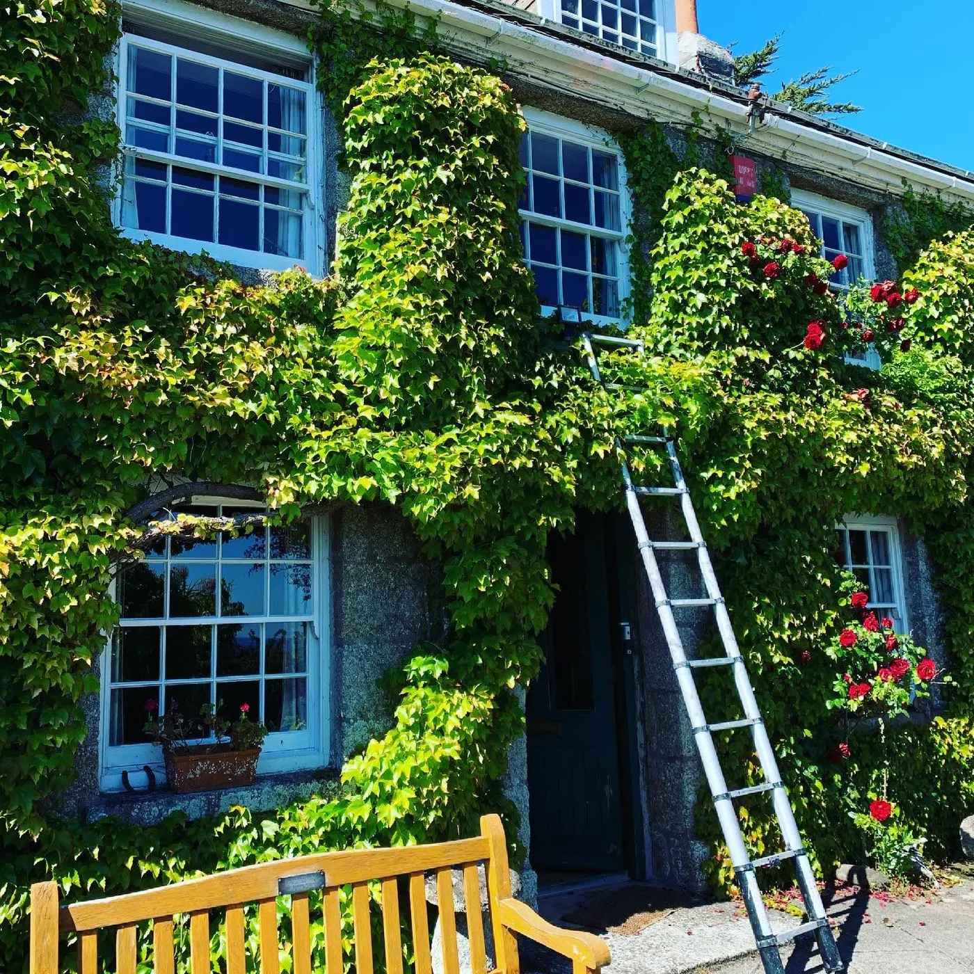 Ivy-covered period house with ladders up for window painting